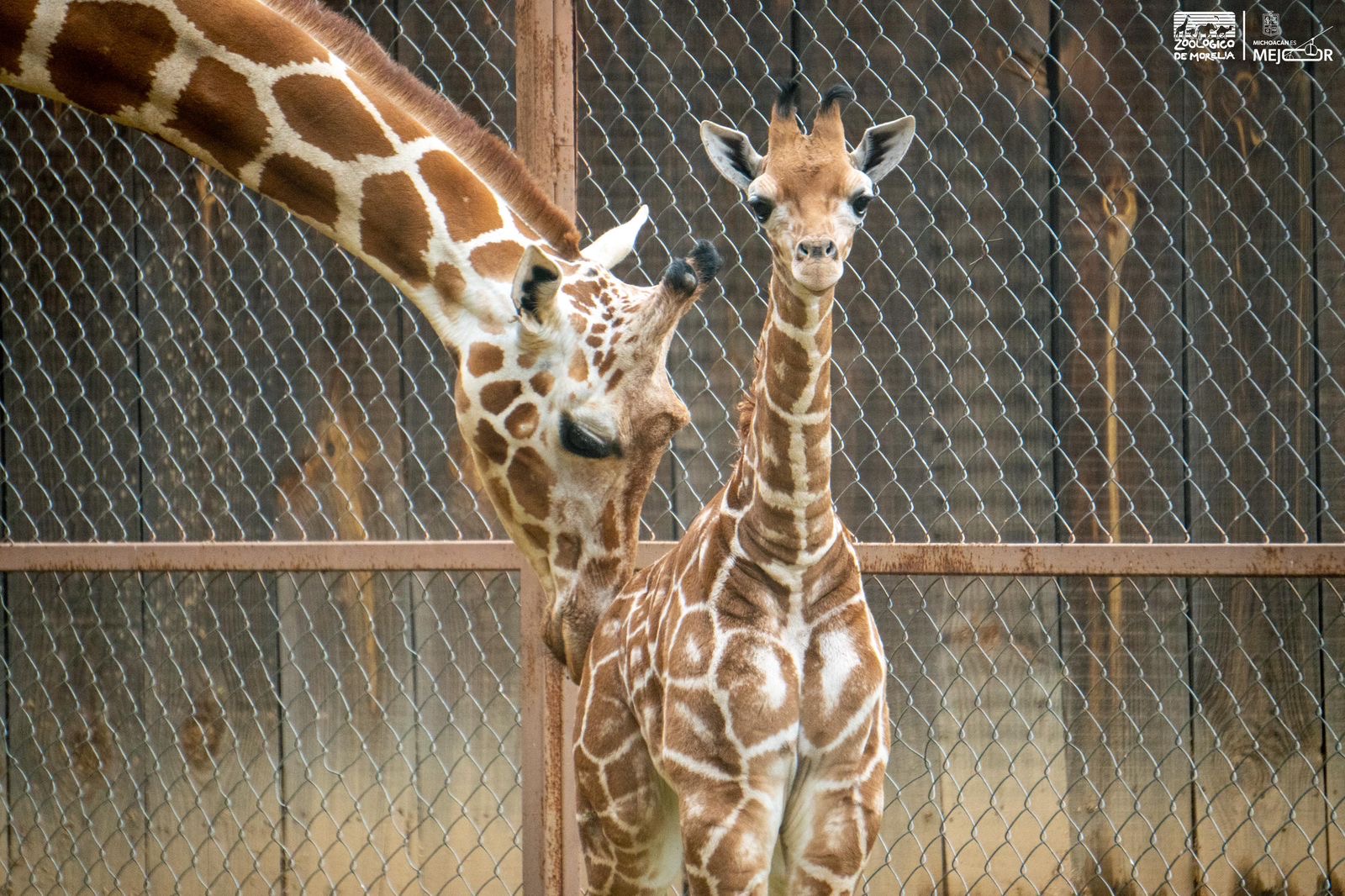 ¡A votar! Abre Zoológico convocatoria para nombrar a su nueva cría de jirafa