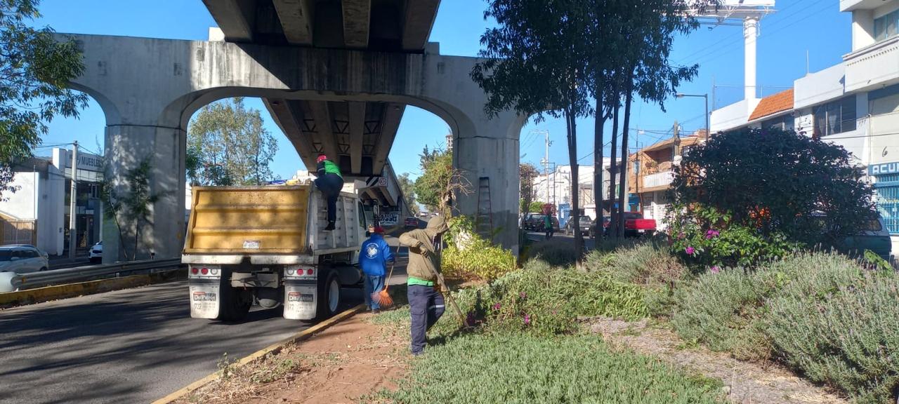 Permanentes, acciones de poda sanitaria en Morelia