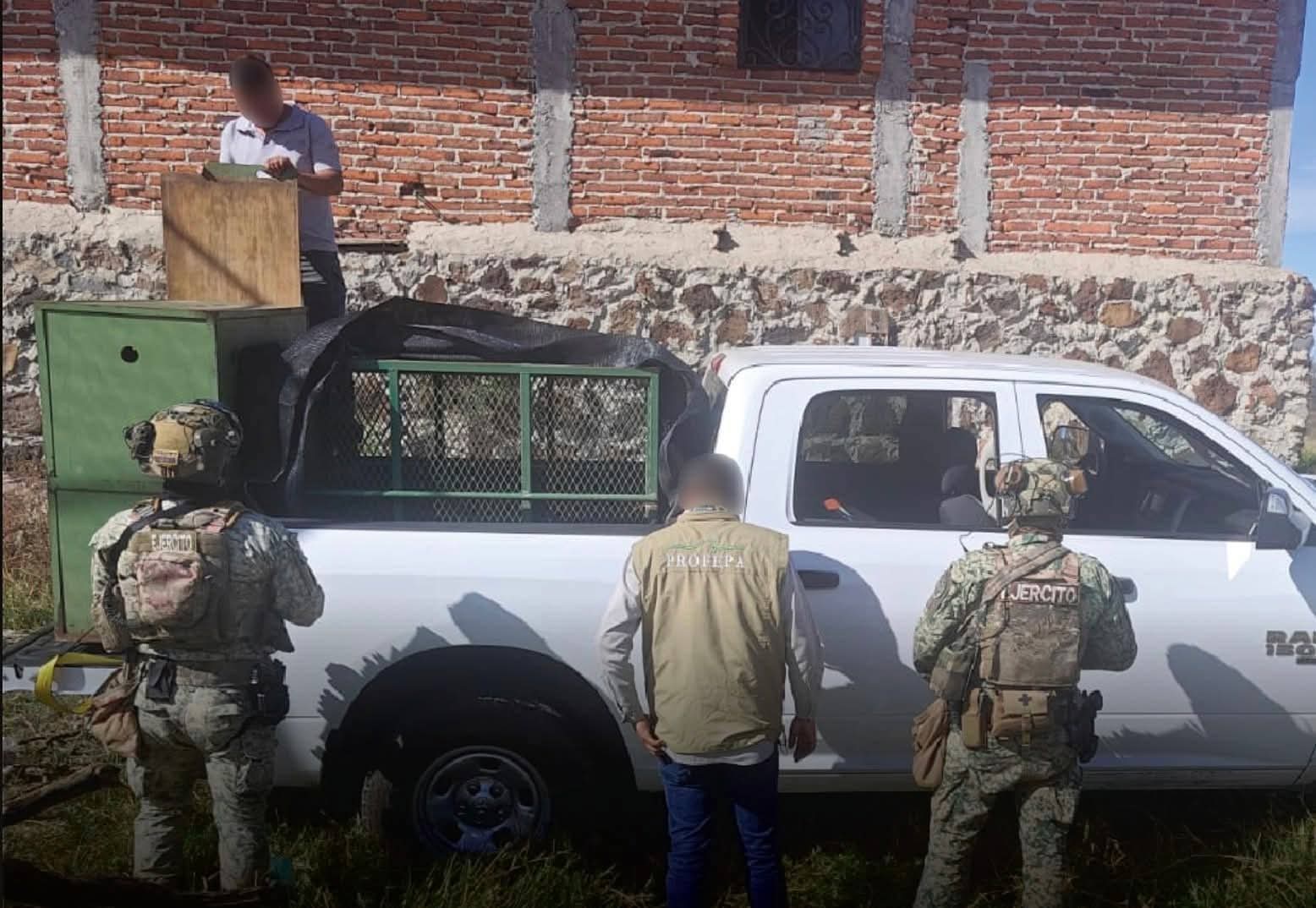 Felinos exóticos rescatados del abandono en cateo interinstitucional
