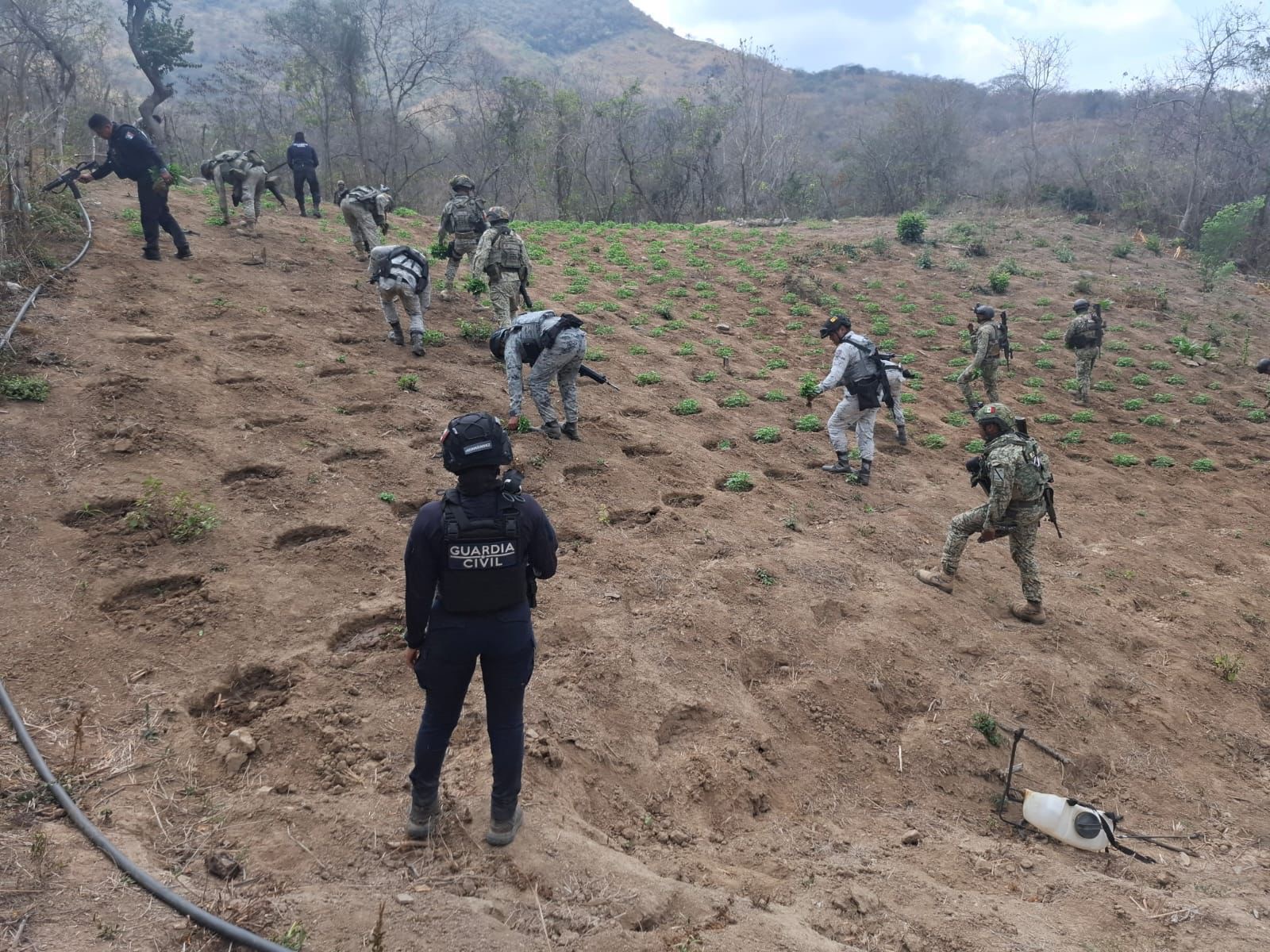 Fuerzas estatales y federales destruyen sembradío de marihuana en Arteaga