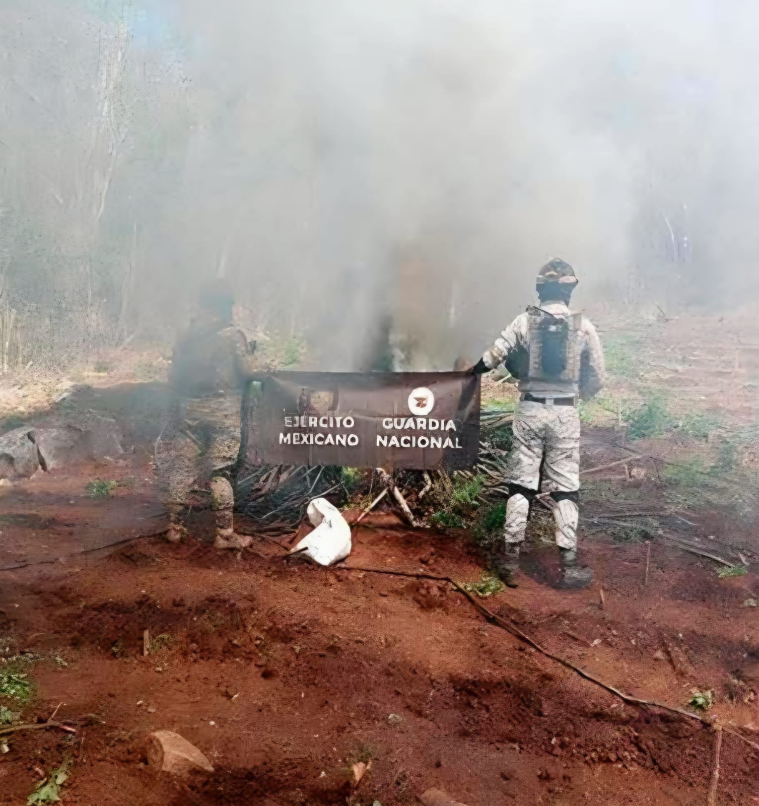 Fuerzas federales destruyen tres plantíos de mariguana, en Arteaga
