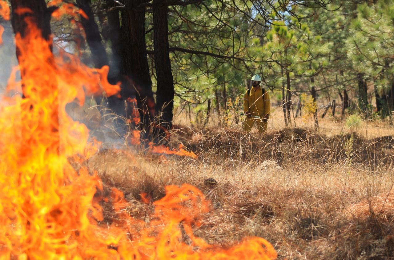 Incendio forestal arrasa más de 700 hectáreas en Nuevo Urecho