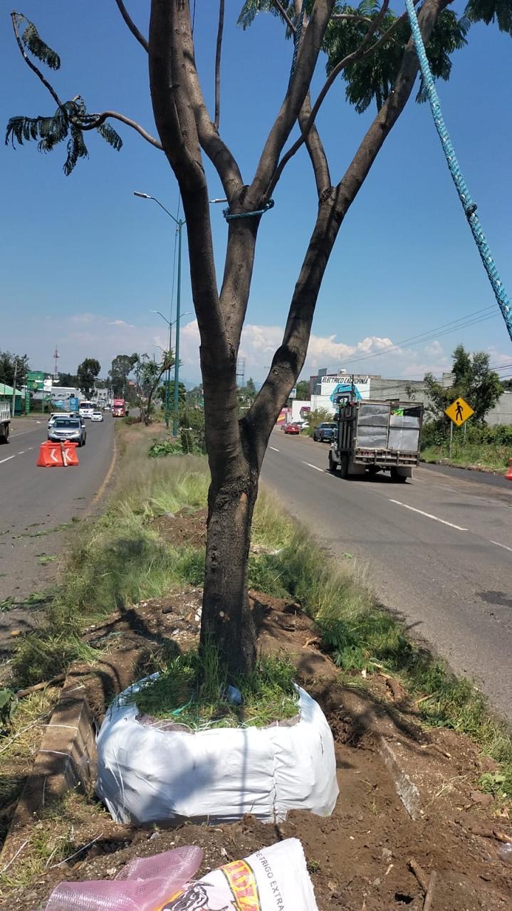 Sedum intensifica rescate y trasplante de árboles en el trayecto del Morebús